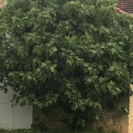 Mas Du Figuier Occitanie - Maison De Maitre Apartment